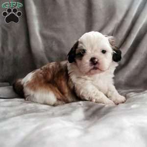 Snickerdoodle, Shih Tzu Puppy